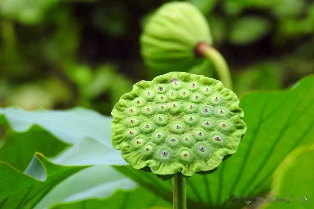 秋天的莲子，是荷塘留给岸上的一点清甜。

剥开青绿色的外壳，撕掉那层薄薄的膜，露