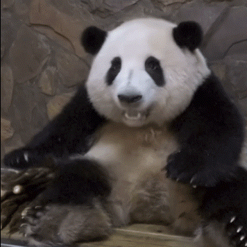 熊猫守护者     黑白绒球滚过青竹间，圆滚滚的身影自带柔光滤镜——熊猫总能用最