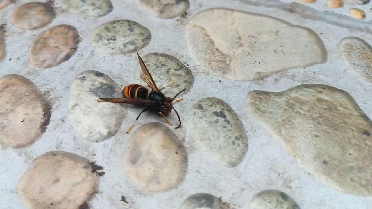 四川降温遇黑头胡蜂？🐝天冷的胡蜂有多脆弱？这只黑头胡蜂（也叫抹胸胡蜂黄脚虎头蜂
