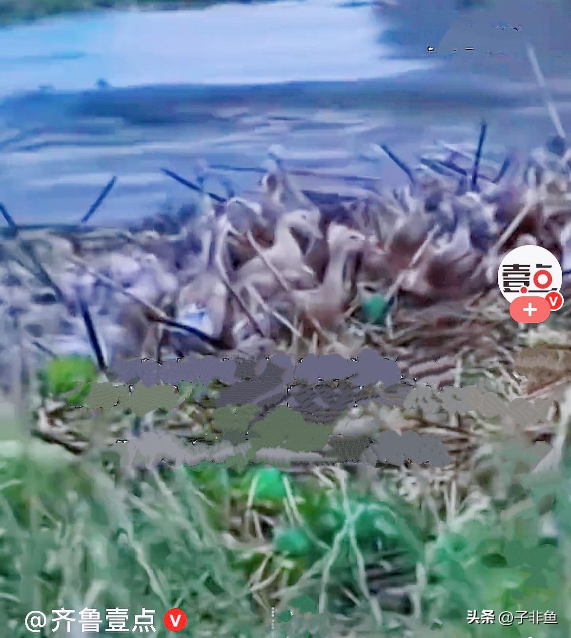 这几天湖北武汉连降暴雨，府澴河水位一夜暴涨，超警戒水位2.2米，直接把养殖户的家