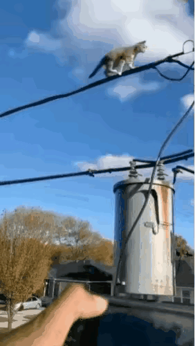 这只猫惊魂未定，九死一生，也不知道这画面是真实的还是AI生成的，但是看起来真是很