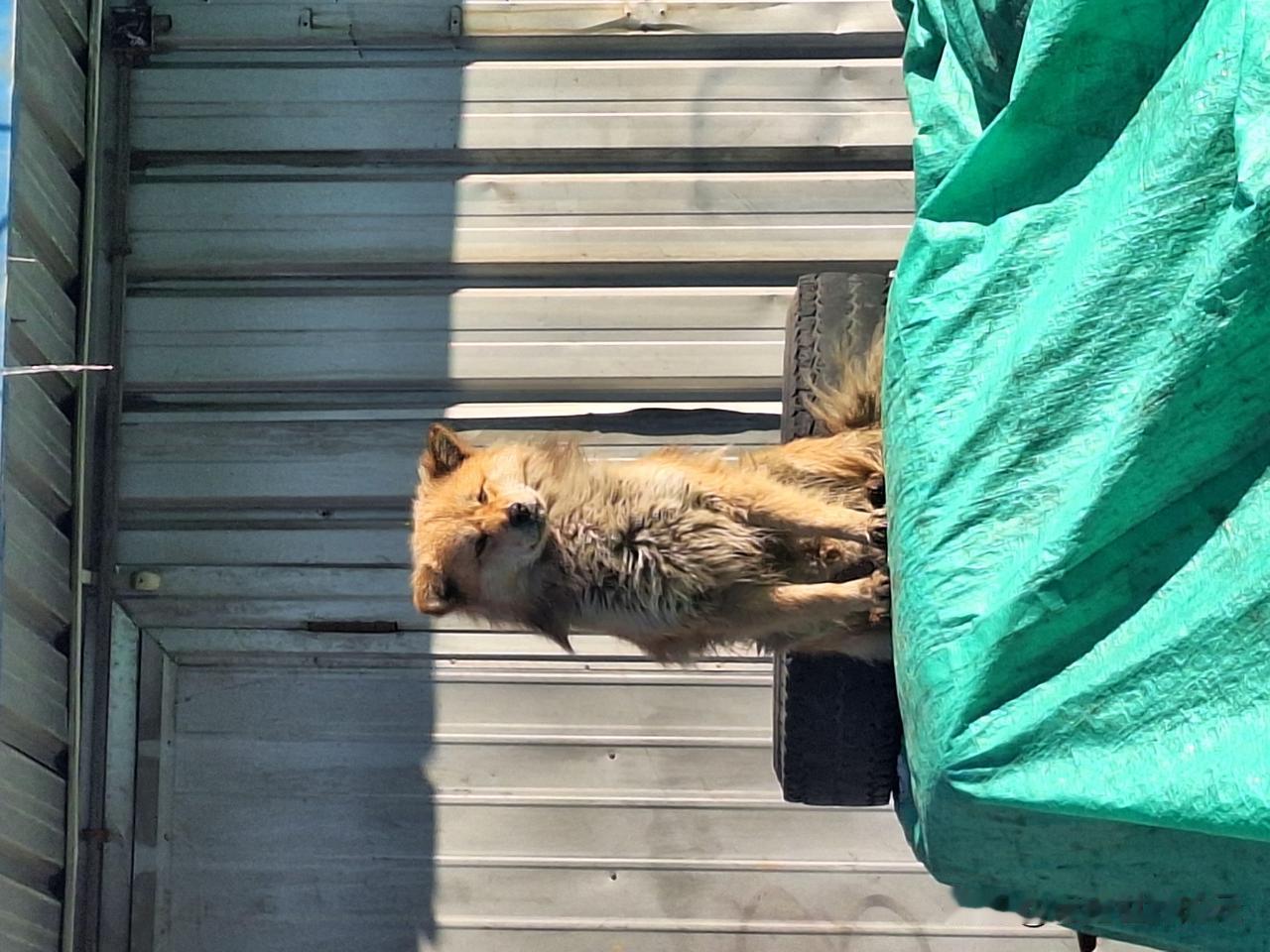 这个流浪狗蹲在高处，法相庄严。
​生如蝼蚁，当立鸿鹄之志；
命薄如纸，应有不屈之