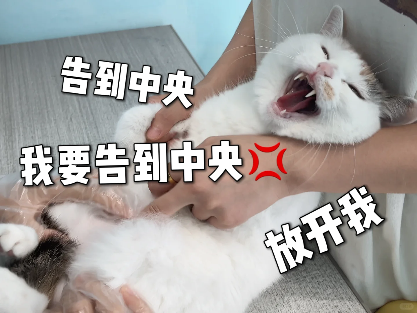 养猫算是让我体验了什么叫无痛当妈！