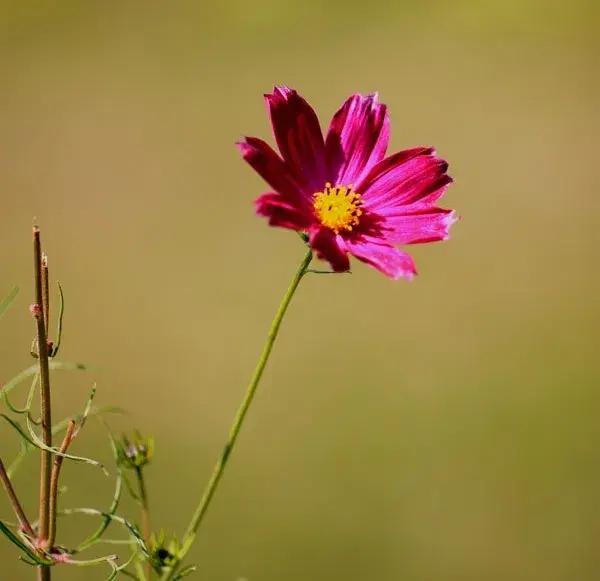 悠然地活着
不被外界杂音与内在思虑所裹挟
留出时间漫无目的地
行走、发呆、阅读无