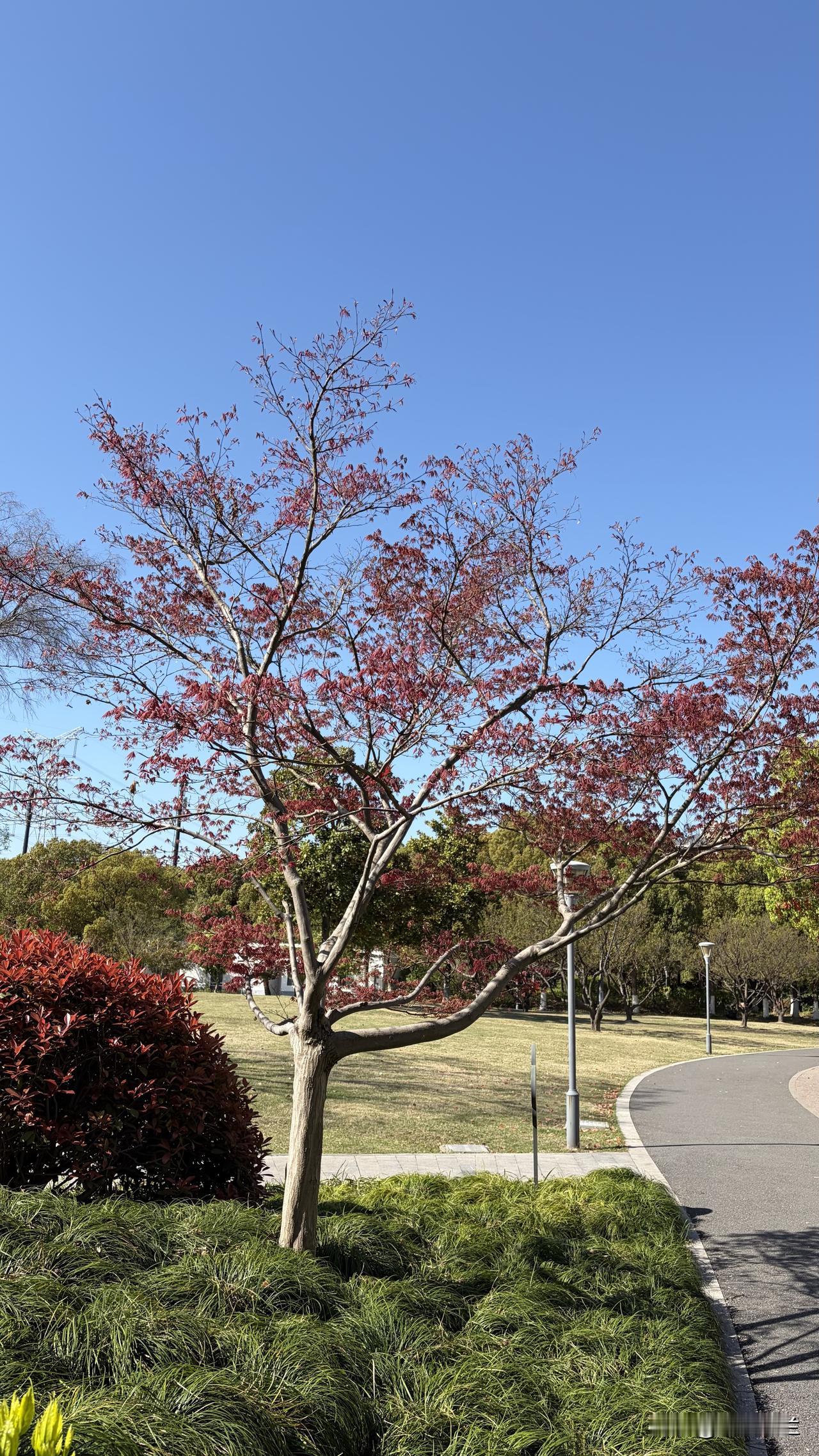 后背疼痛已经半个月左右，虽然经过贴膏药、烤频谱仪等，疼痛减轻了许多，但弯腰做家务