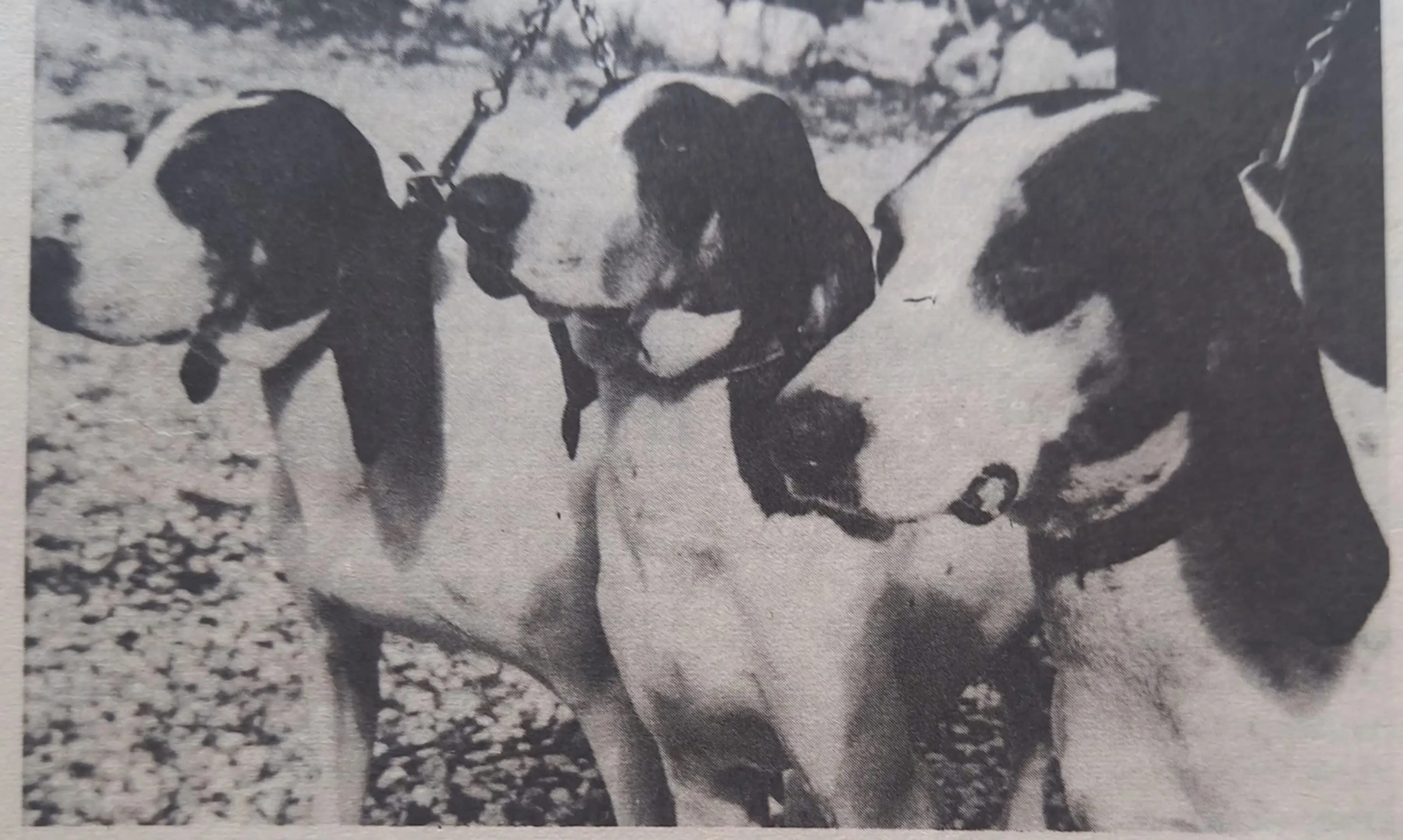 1970年 路易斯.加里 法国🇫🇷Ariegeois（阿里吉瓦）猎犬