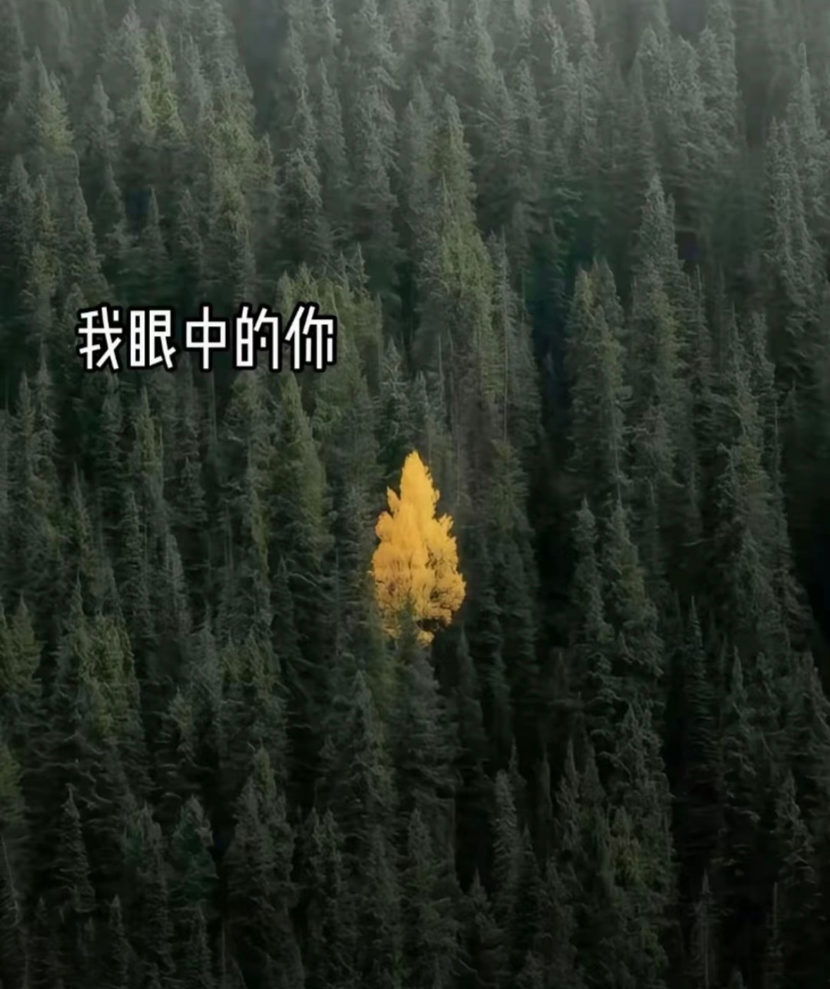 真心喜欢一个人是什么样的大概就是他往那一站，就赢了。说不清楚，如图一般吧 