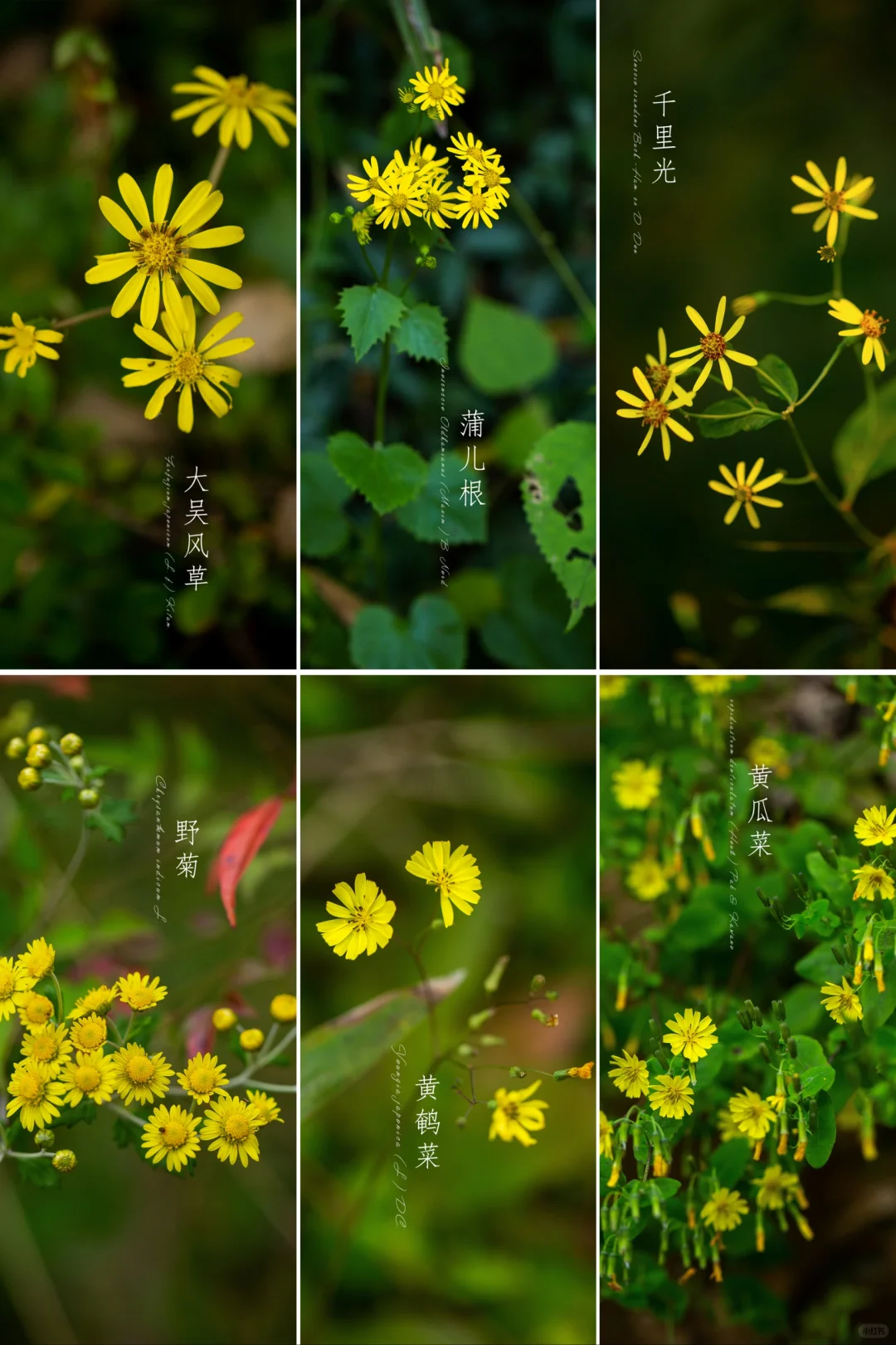 秋日“野菊花”？你是否傻傻分不清楚？