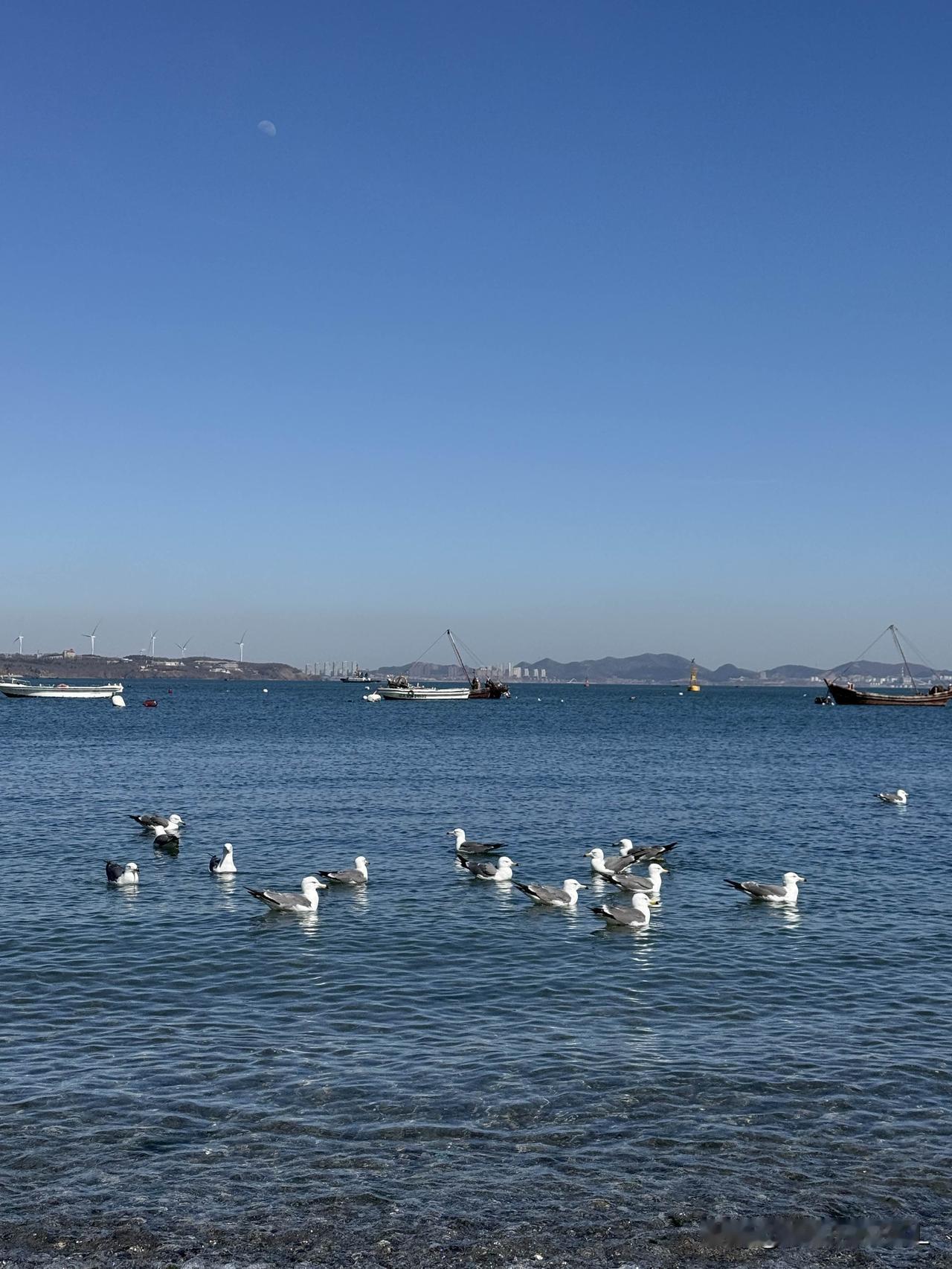 地址：大连蟹子湾公园。
这里的海鸥饿得哇哇乱叫，
有去海边玩的人别忘了给海鸥带点