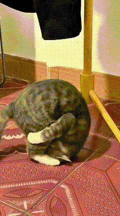 注意看！这只小猫咪的操作真是让人摸不着头脑，你瞅它抱着自己俩小短腿，脑袋往底下一