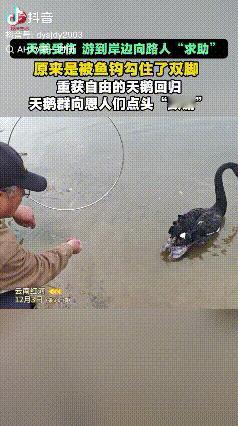 万物皆有灵！云南红河，男子和朋友一块在湖边玩耍的时候，遇到一只天鹅游到岸边向他们