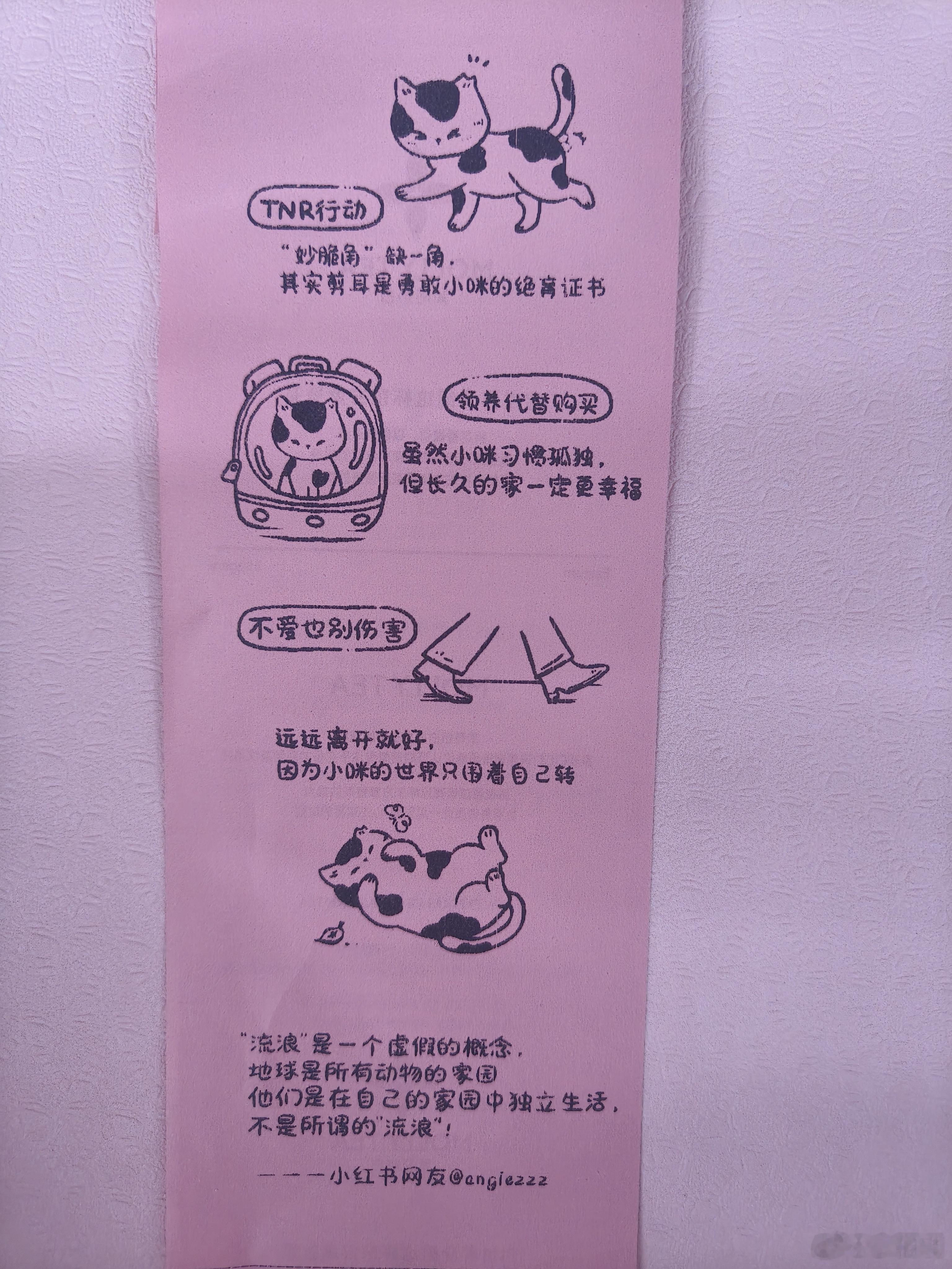 8月8日，国际猫咪日 