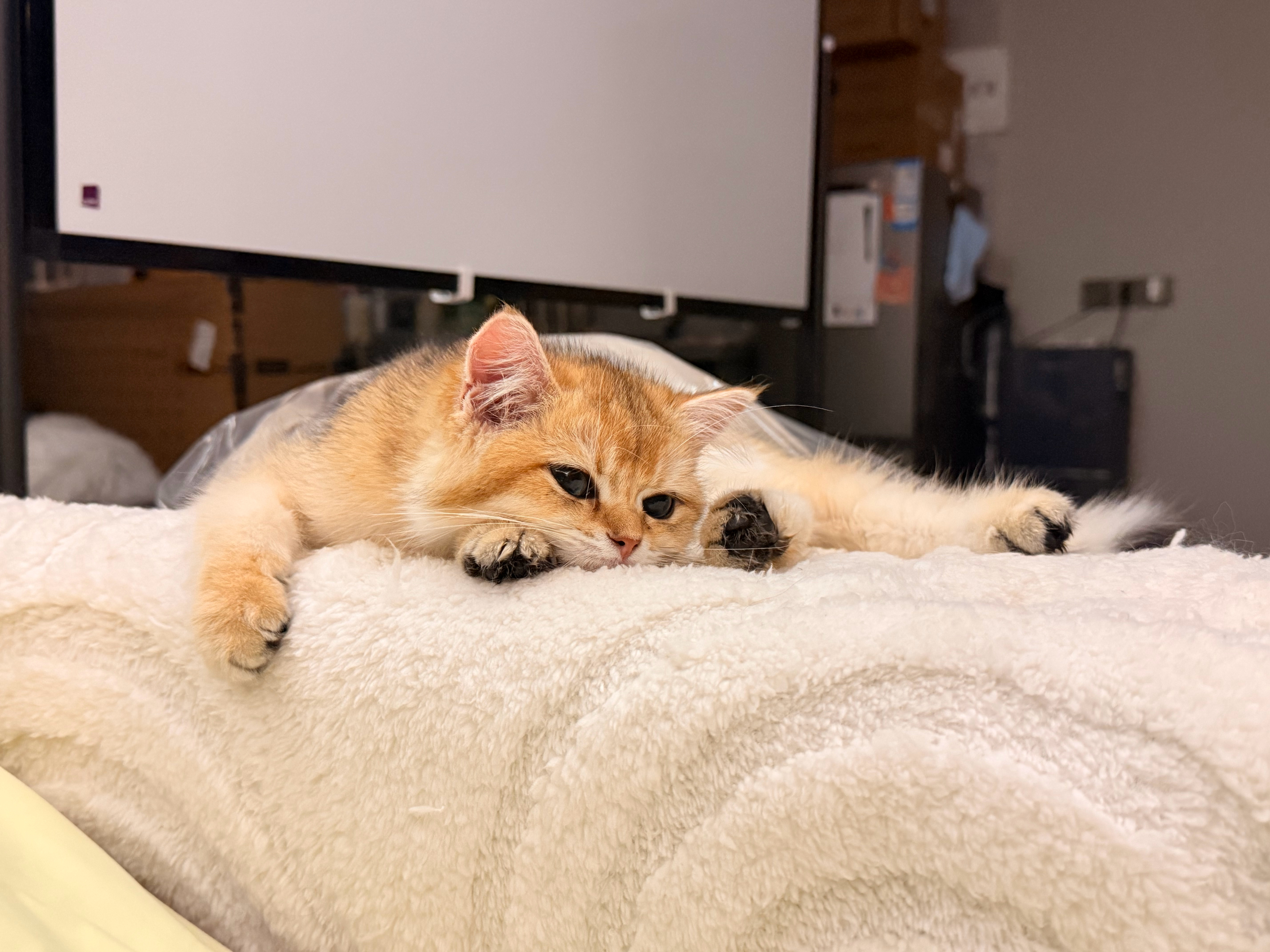 完全小猪！ 