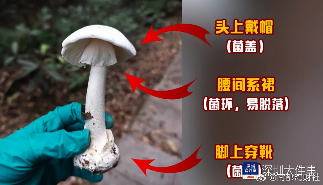 #深圳老人吃野蘑菇严重中毒#近日，深圳已报告2起因市民自行采食野生毒蘑菇中毒事件