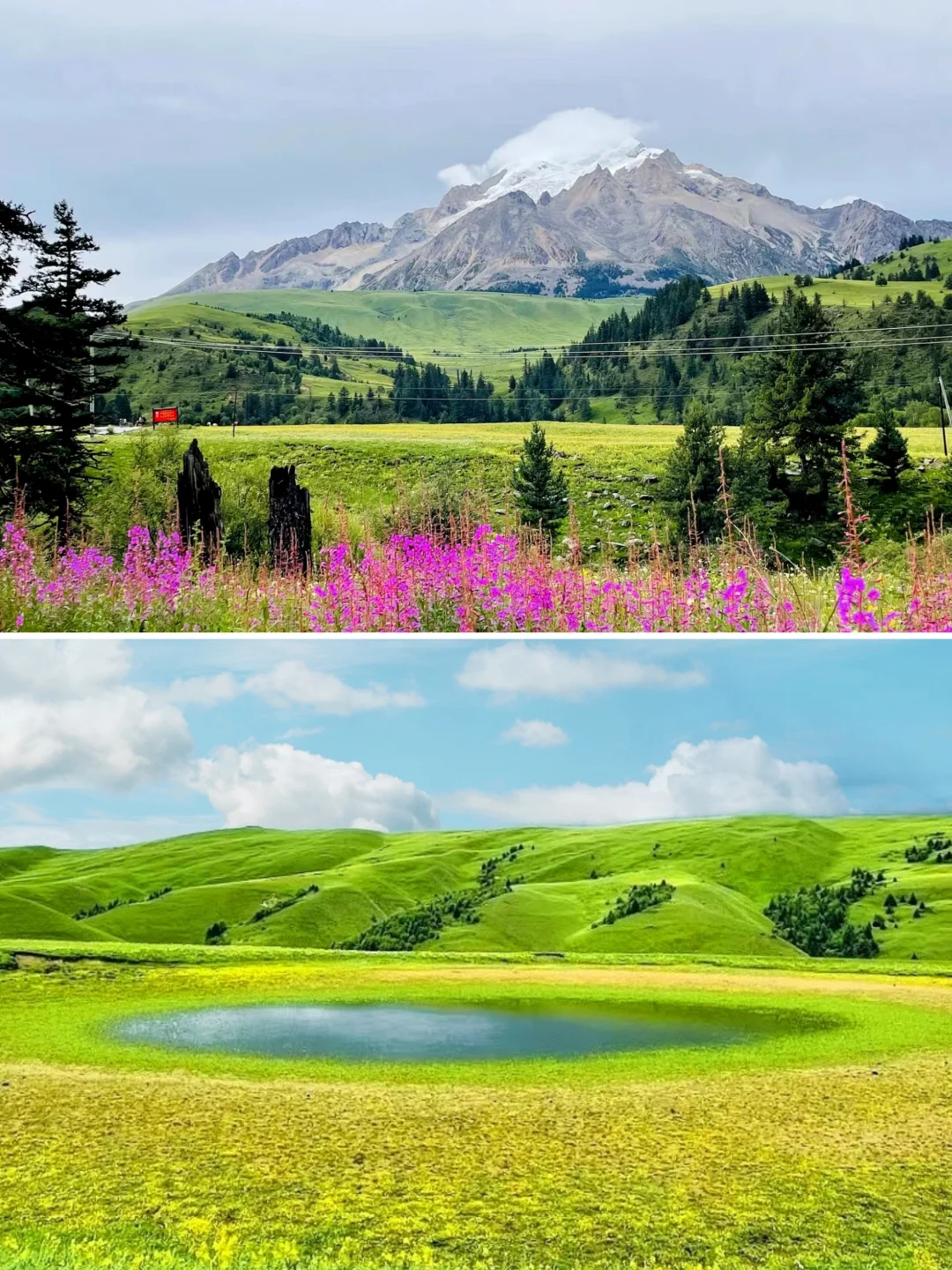 夏季的格聂是我见过川西醉美的花海