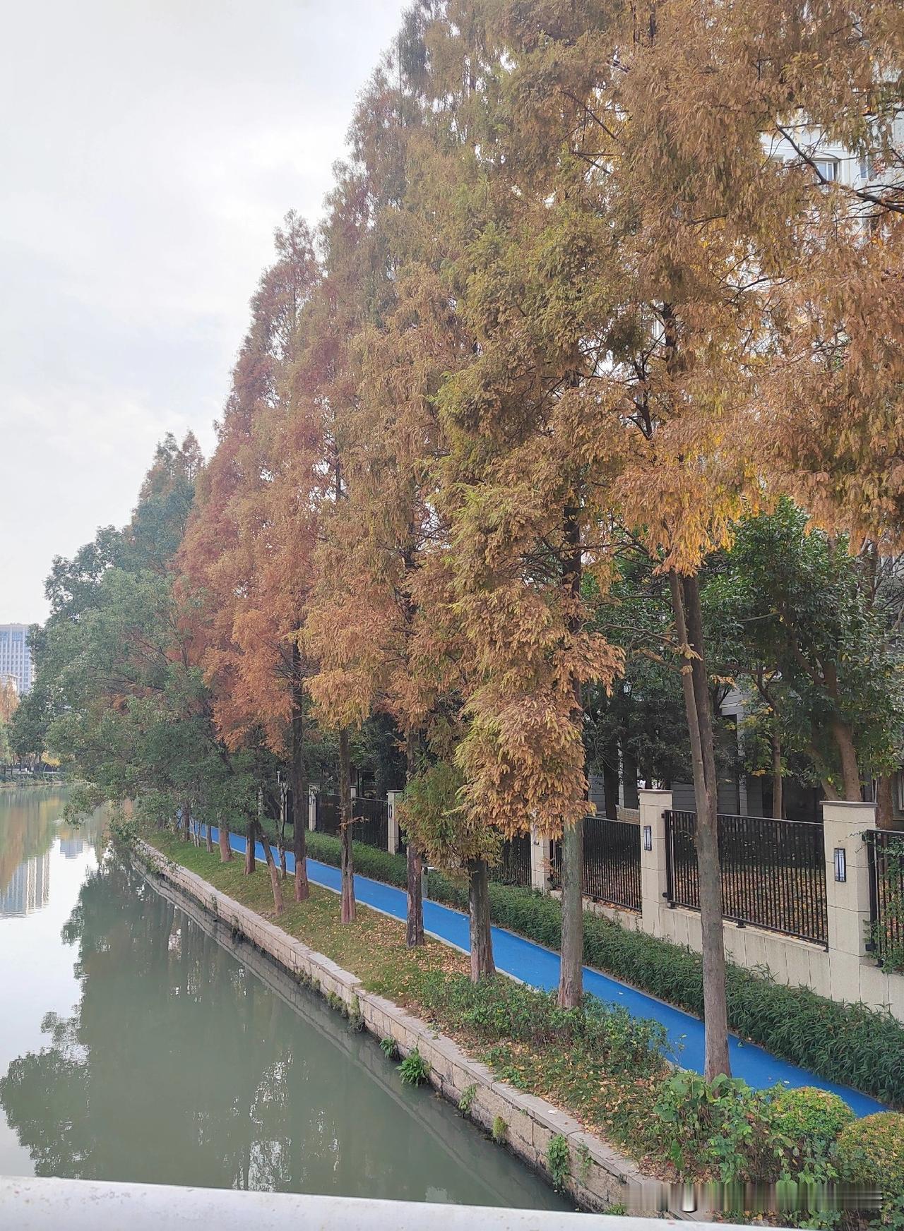 秋冬的风掠过衣领时，感觉有点冷。突然间发现银杏叶也被染上了金黄色，前几天小区里的