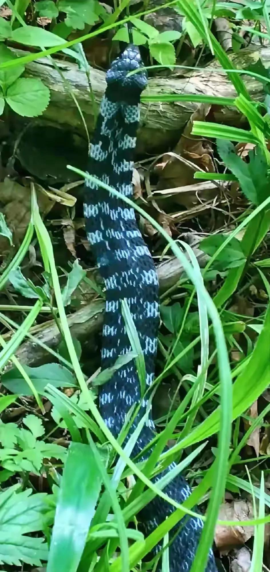 广东粤北农村的一个土医生，平时闲着没事的时候都会上山去采摘药材。有一天早上，天气