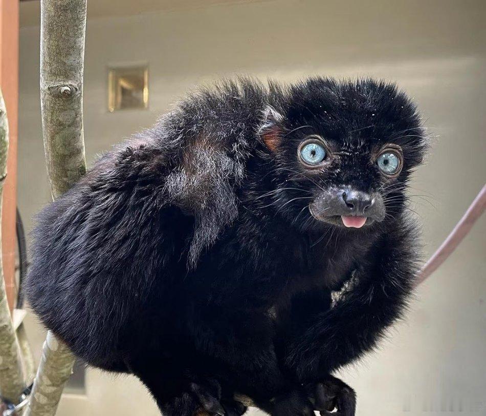 猜猜这是什么动物？蓝眼黑美狐猴登场！ 你能一眼认出这特别的小家伙吗？它叫蓝眼黑美