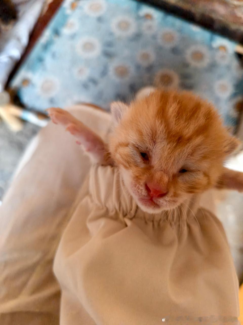 49825【丑猫】小猫你咋这么猥琐 