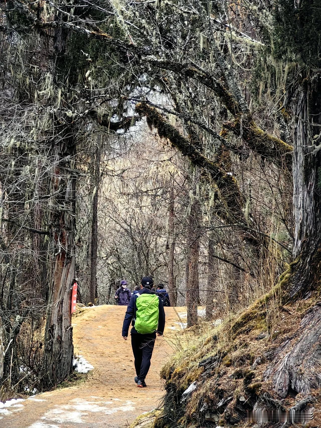 #树木的风景随手拍#林间行走    毕棚沟