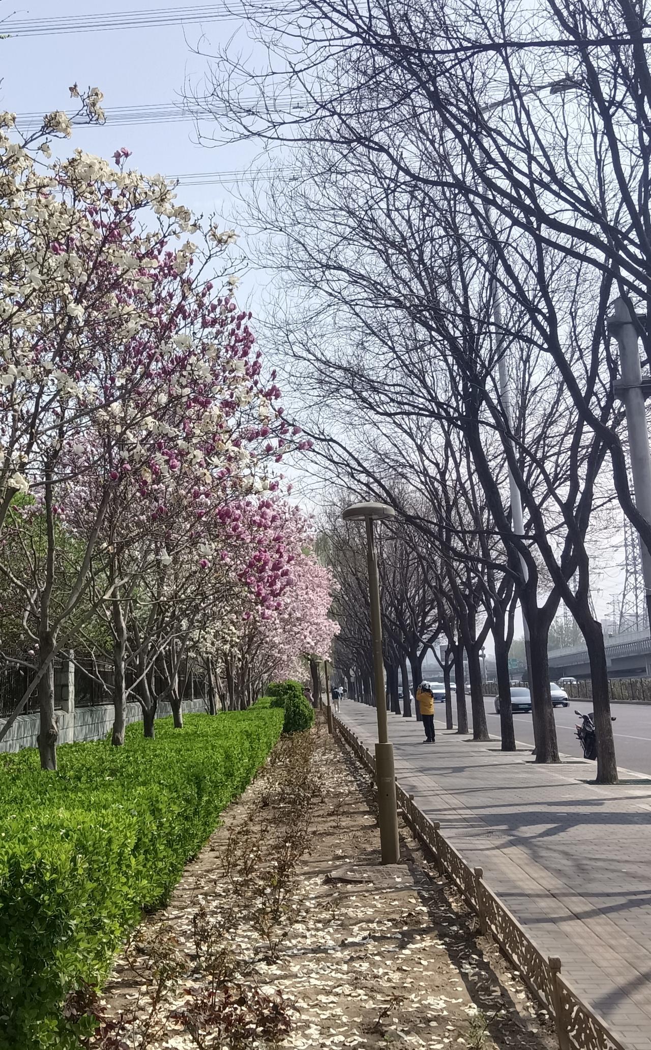 春日漫步，花海相伴，静享美好时光。