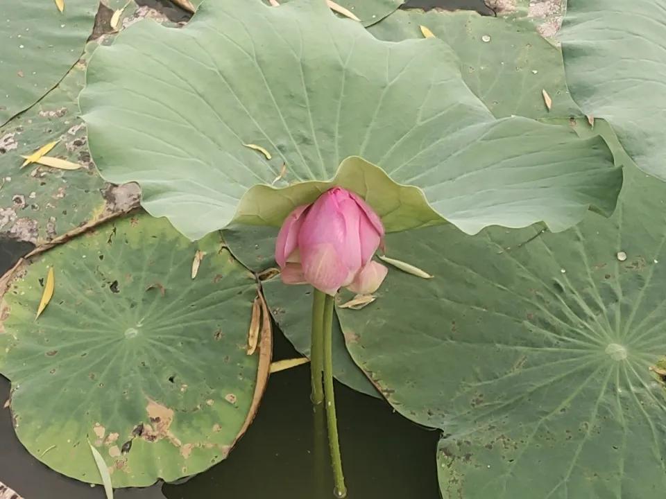 分享随手拍下的花