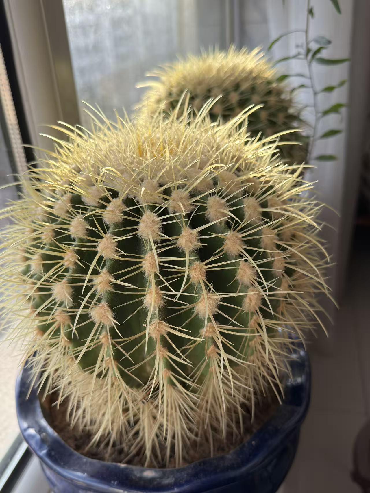 身上刺的造反派