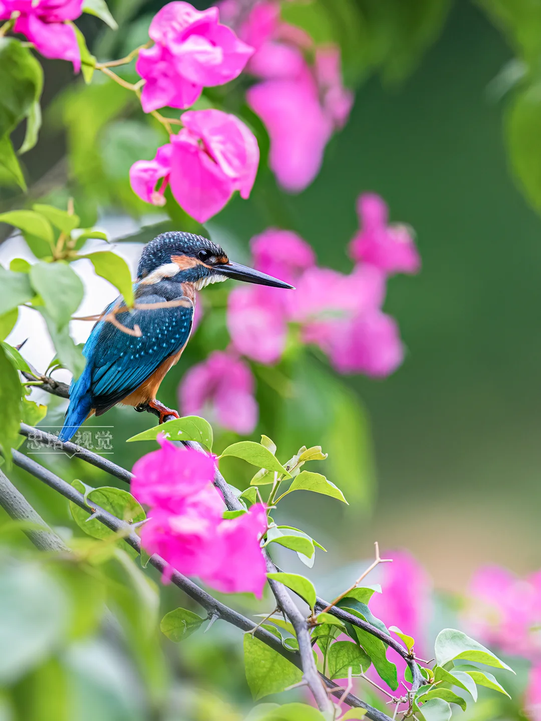 花中鸟