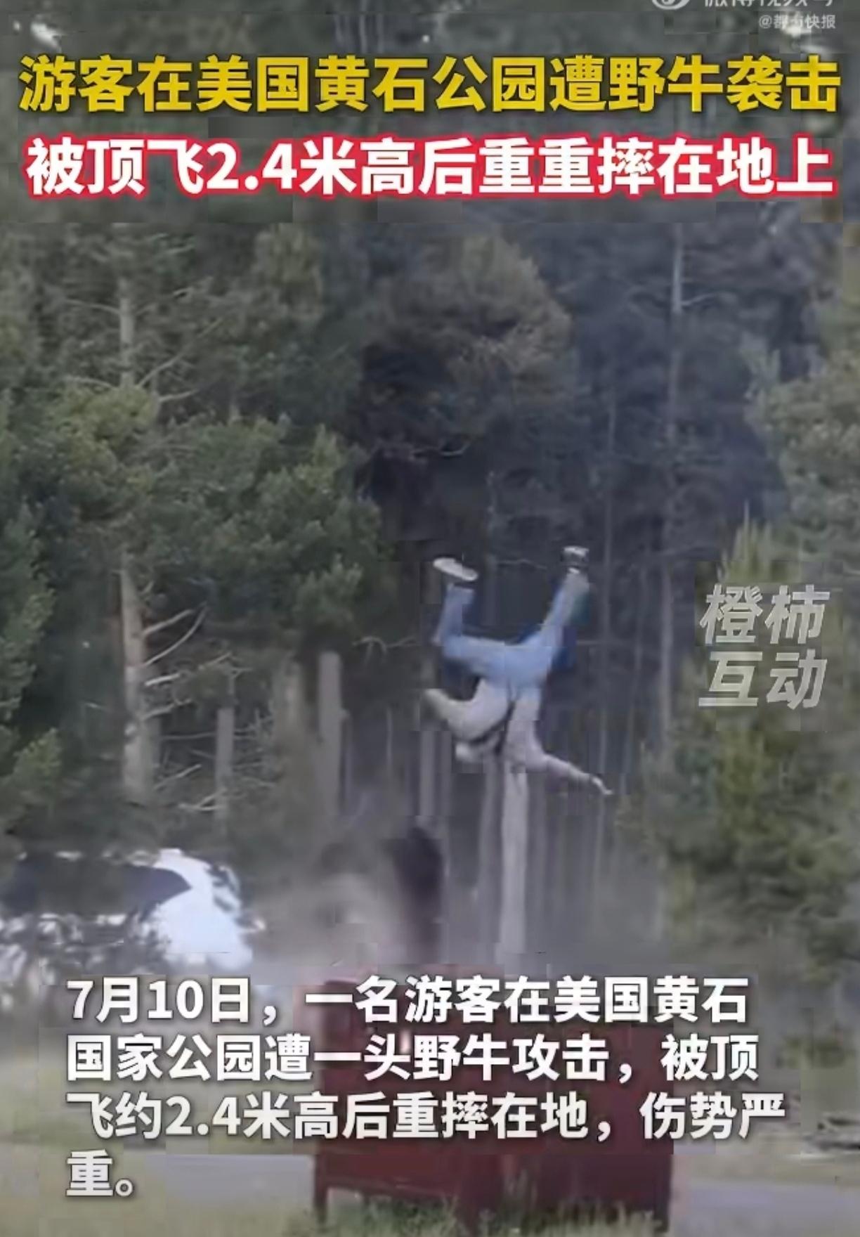 7月10日美国黄石国家公园这事儿可太惊险了！一个游客带着孙子散步，冷不丁就被野牛