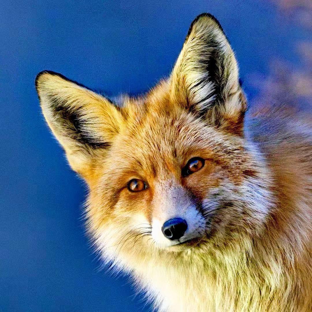 妩媚的赤狐
祁连山国家公园