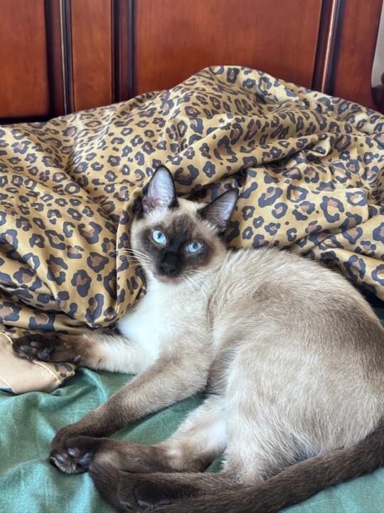 寻猫启示❤️‍🩹💔