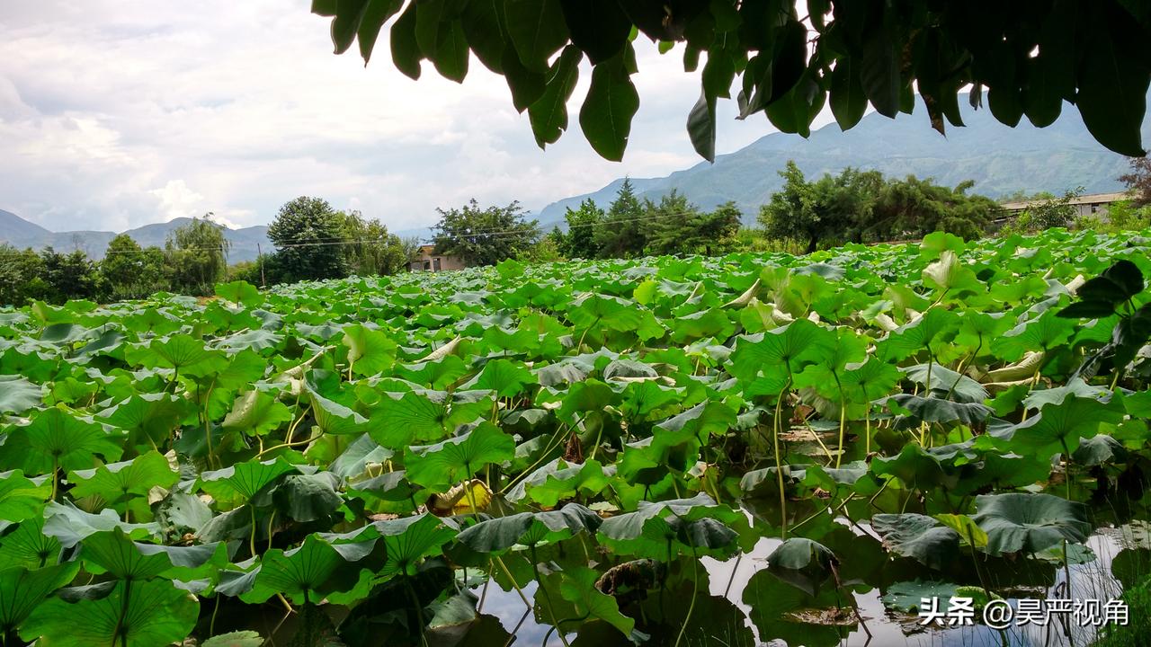 这是一个非常小众的旅游地，位于云南丽江永胜县三川镇，这里种有不少荷花，当荷花盛开