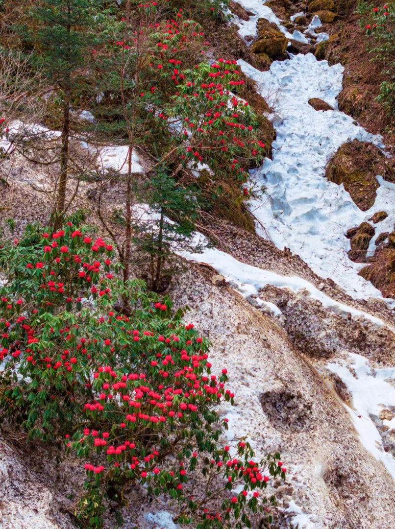 高山杜鹃生长近20年才开花 藏在墨脱的秘境浪漫，是巨型高山杜鹃的盛放盛宴。不用远