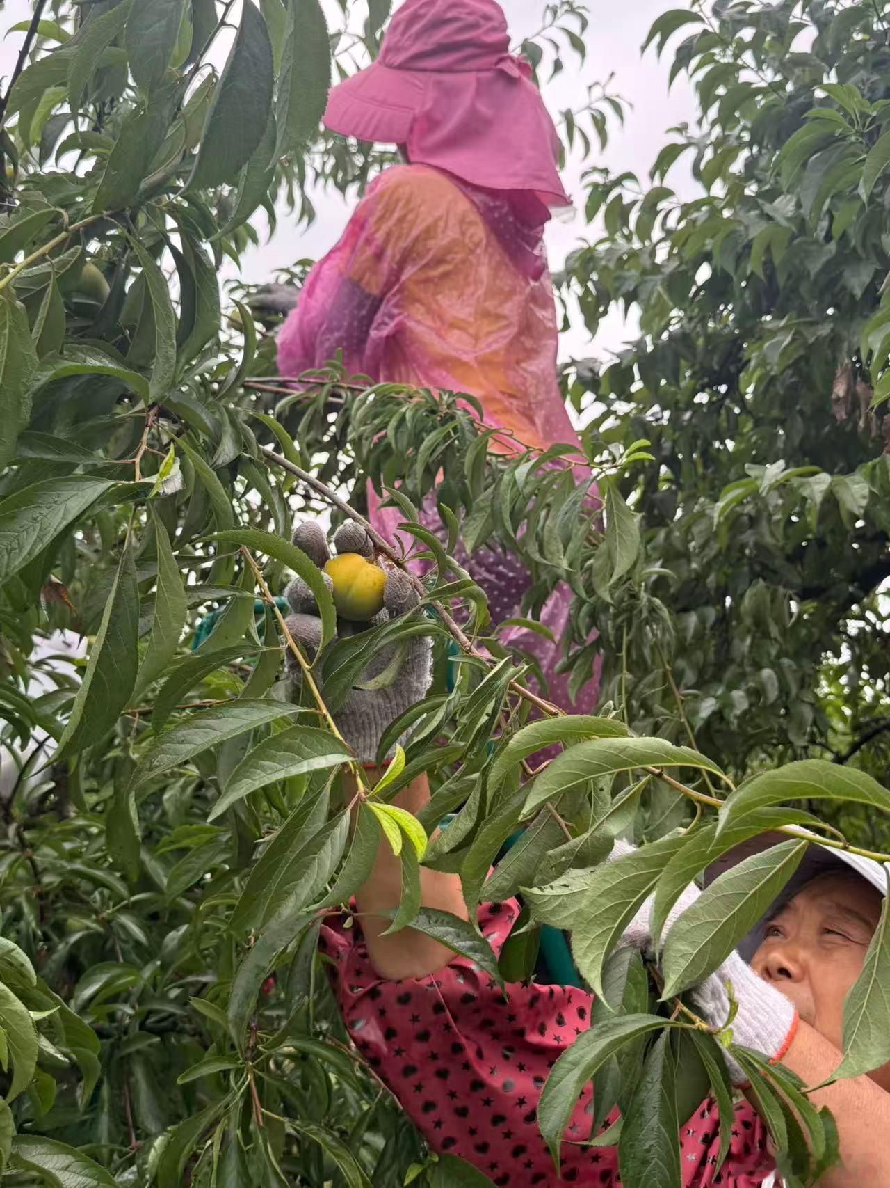 蜂糖李都发货啦～ 