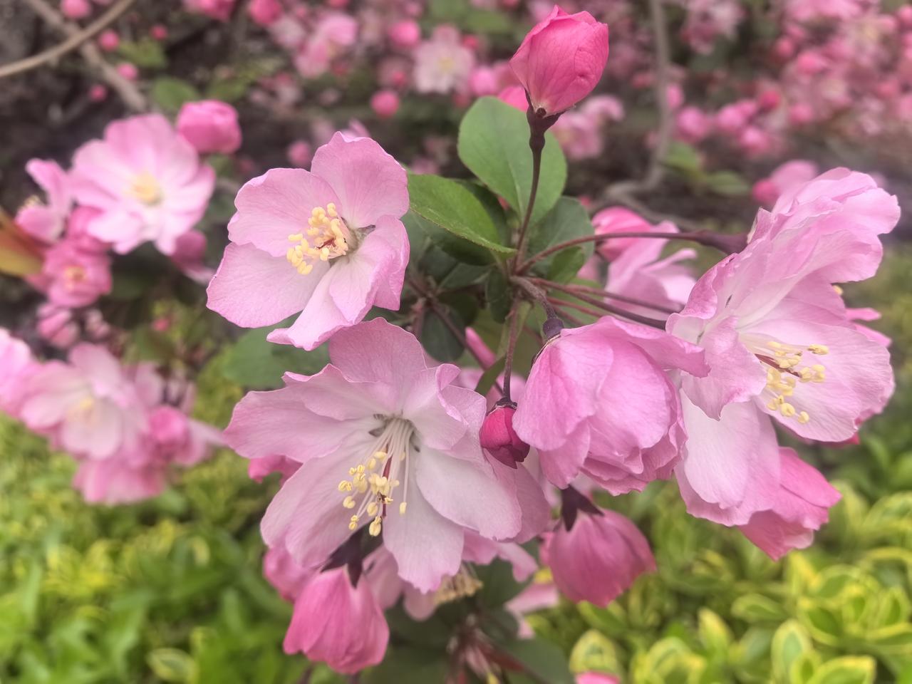靓丽的扬州海棠花

烟花三月，扬州的海棠开得正好。垂丝海棠粉白娇嫩，垂着柔细花梗