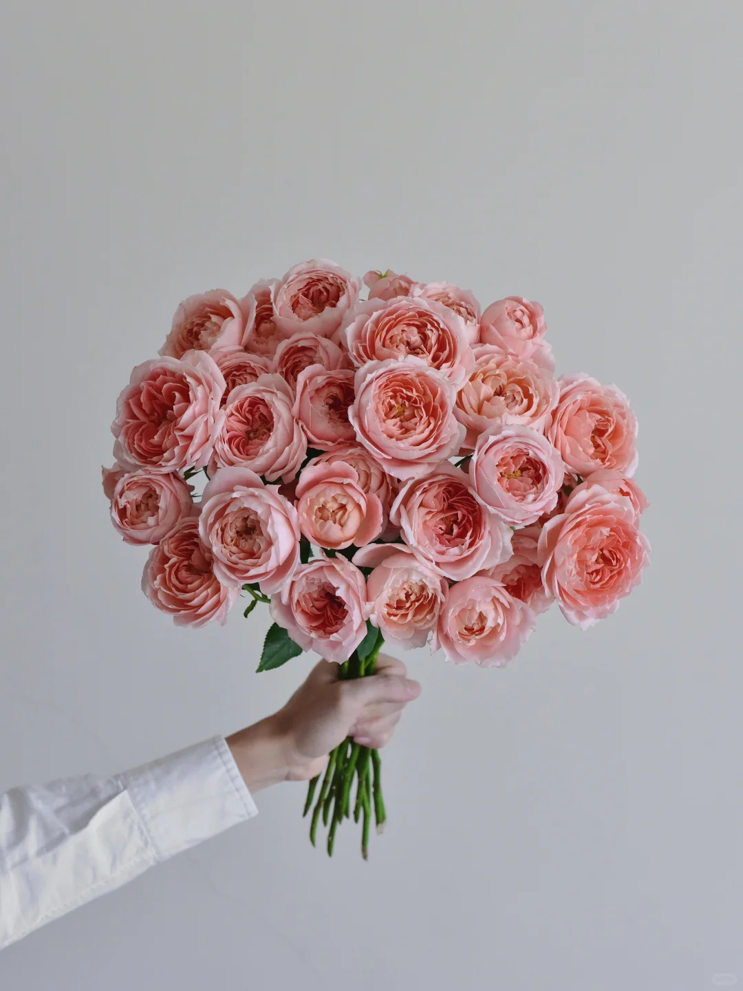 玫瑰·甜蜜回音