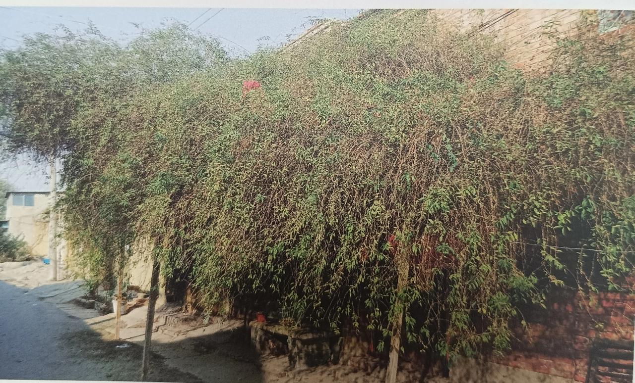 单县古枸杞树
在单县衙门西街一沈姓居民家中，生长着一棵古枸杞树。树高约4米，树干
