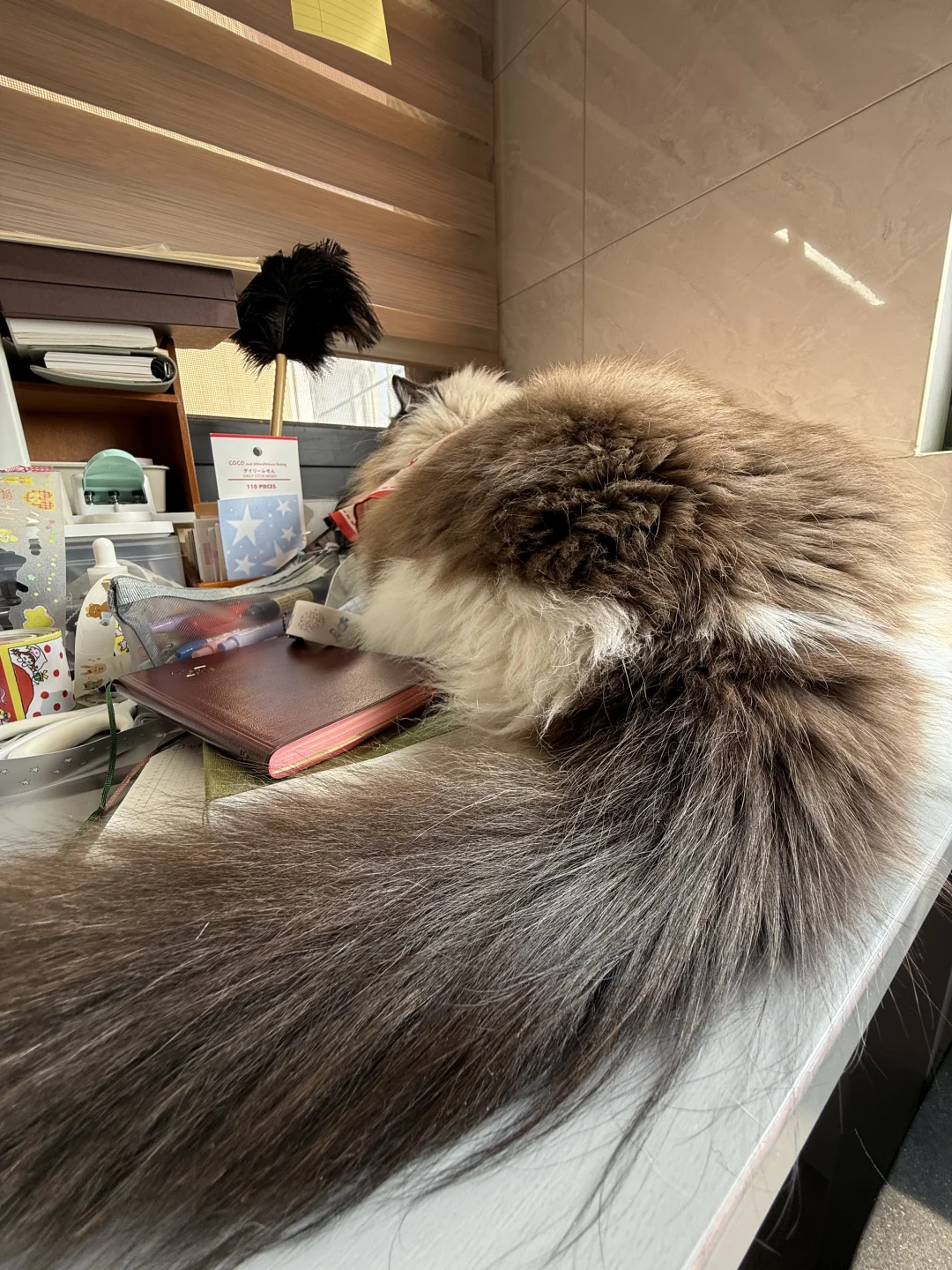 谁家好猫上桌子！