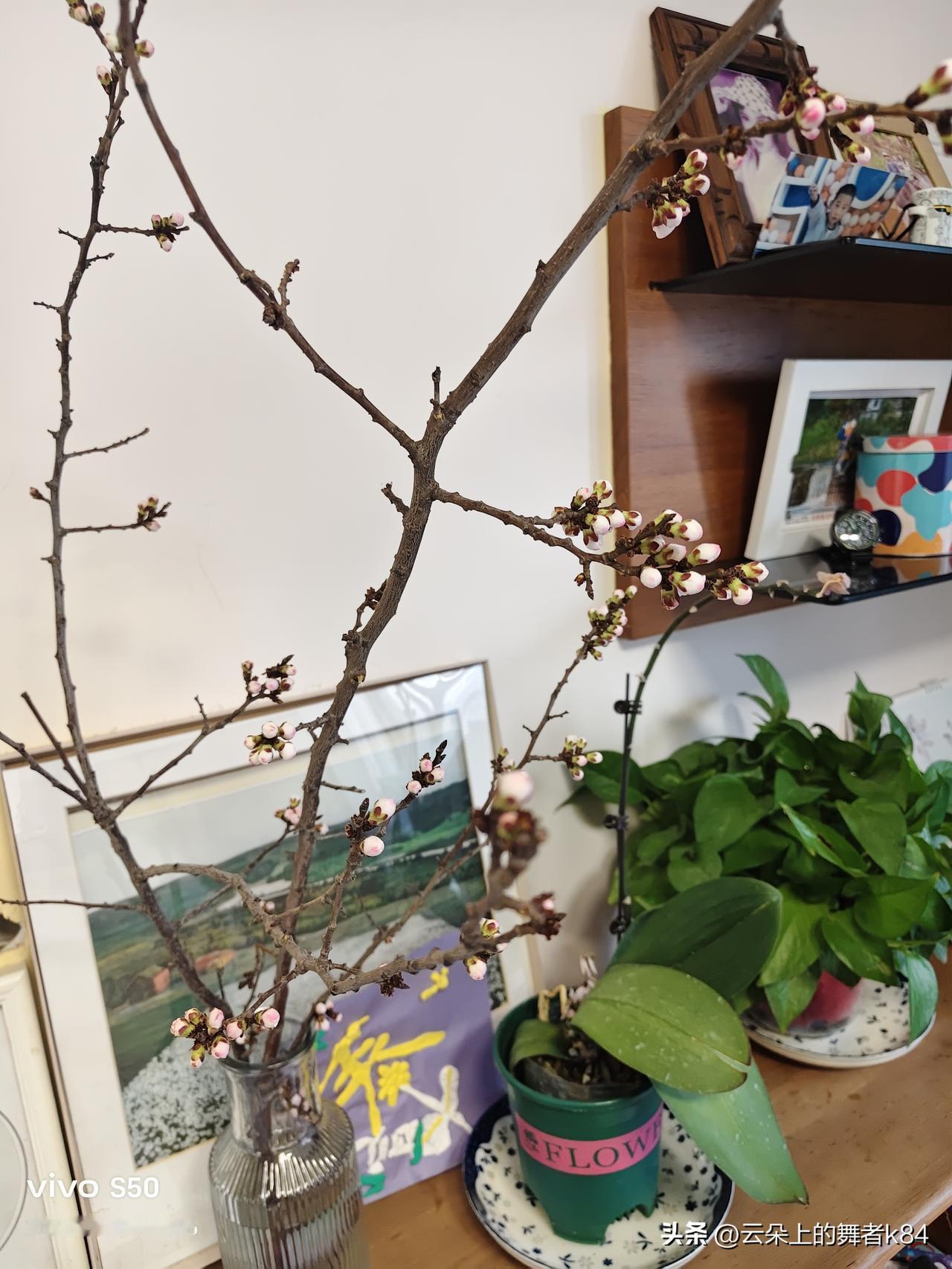 晒晒随手一拍美丽的花朵东北的春天姗姗来迟。南方已是山清水秀，绿意盎然。而我们这里