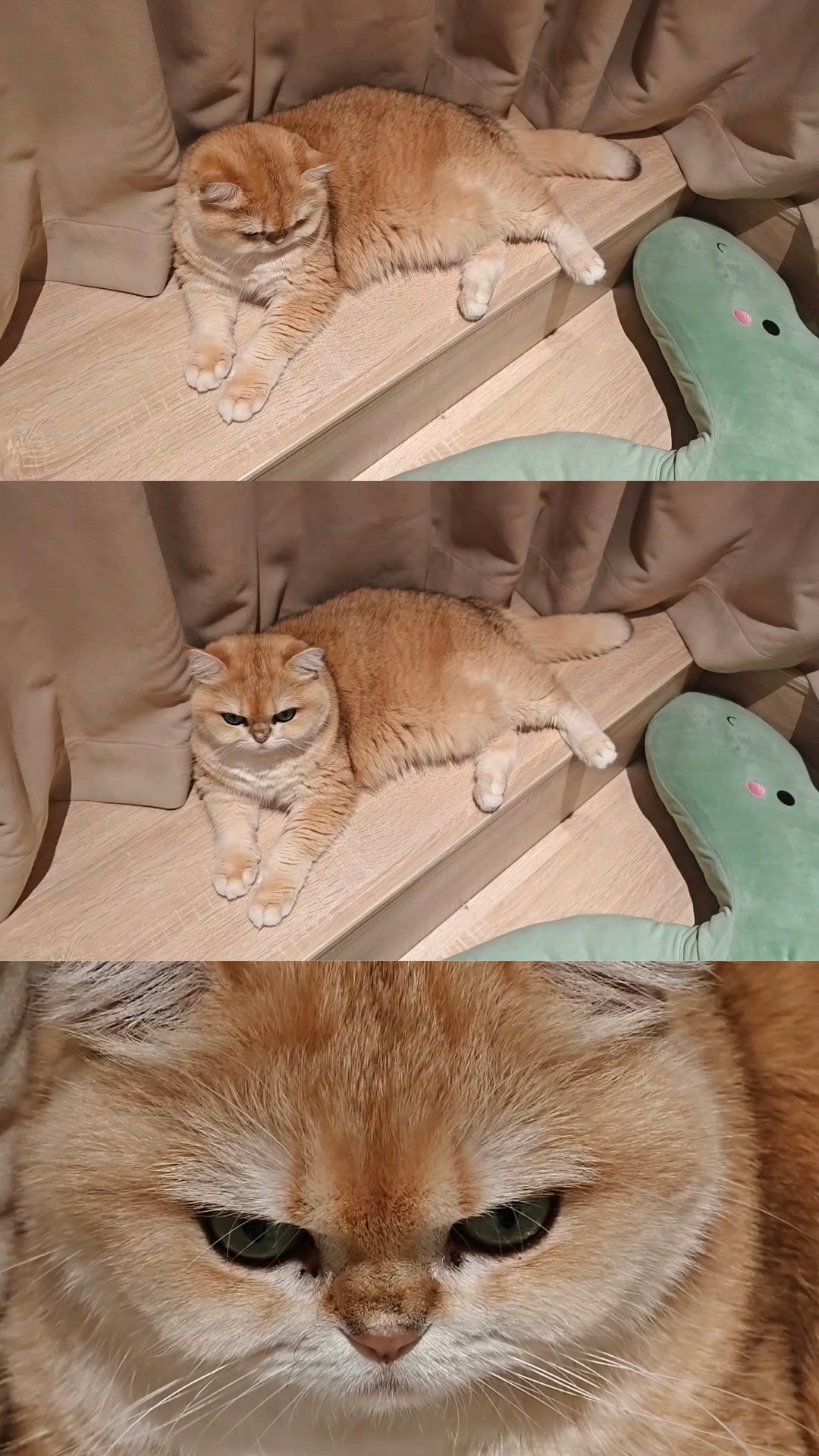 哦豁！发现手机新功能，可以直接在相册把实况拼起来诶[开学季]菇冬怎么肥四[超话]