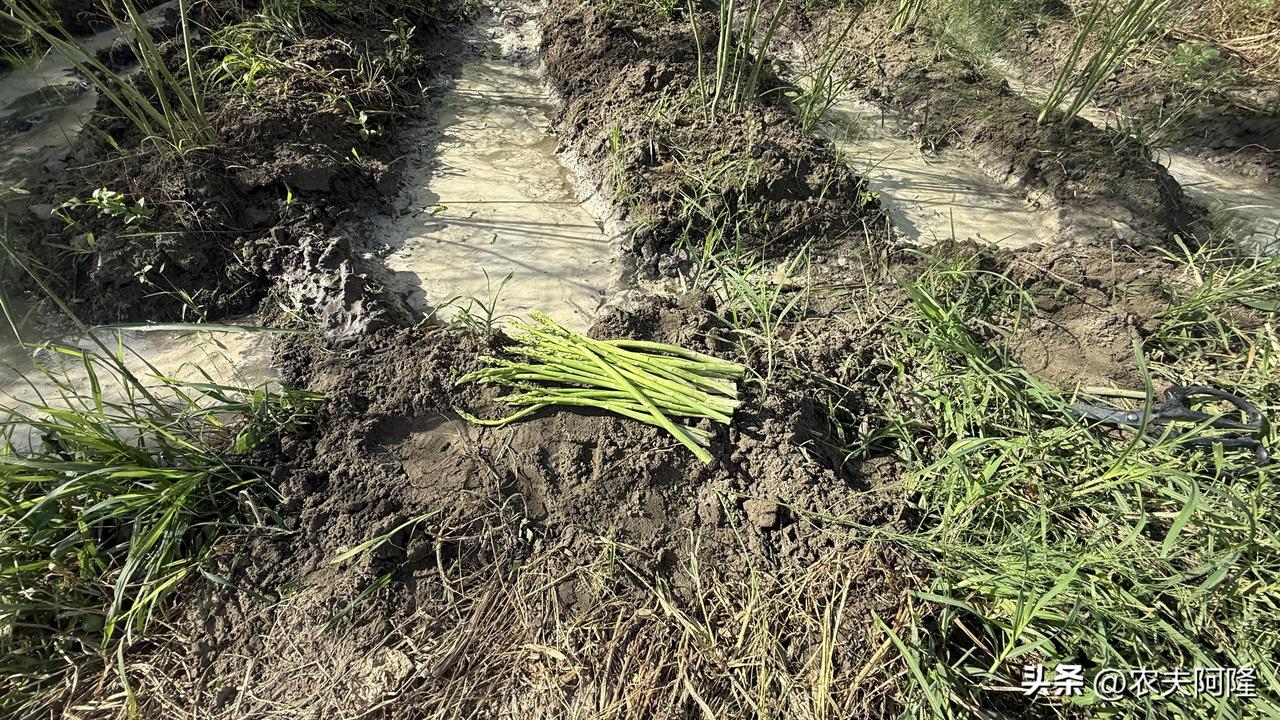 七月秋虎交错期，
夏季瓜菜吃膩，秋季青菜又未长成，
好在还有点芦笋收！不用慌张?