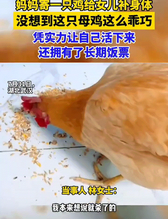 湖北武汉打工的女子发视频称，因为自己经常低血糖，这妈妈就从广东老家寄来一只家养鸡
