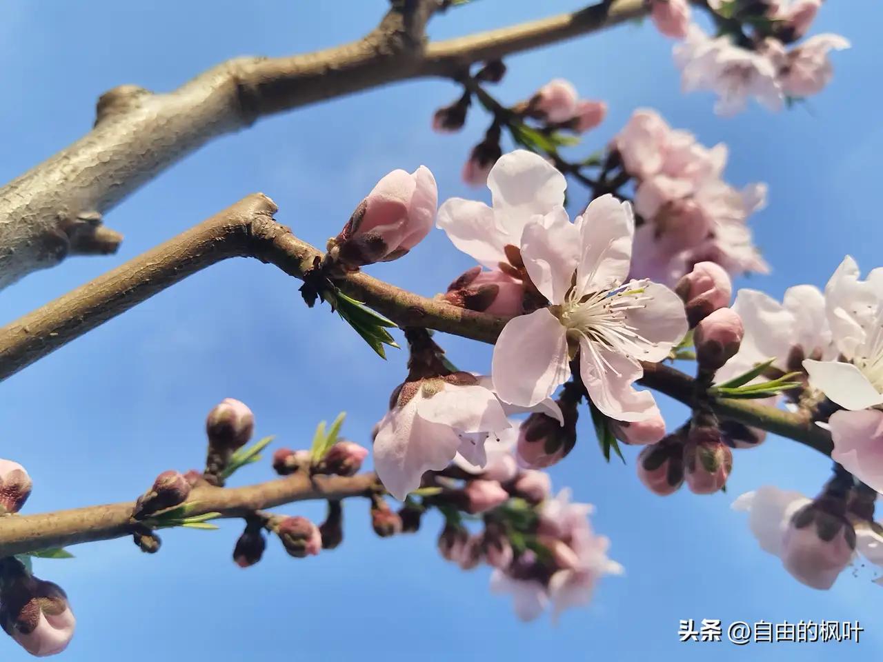 别把病态亢奋误当青春励志 现在很多人把病态亢奋当成青春励志，这可太离谱了。就像有