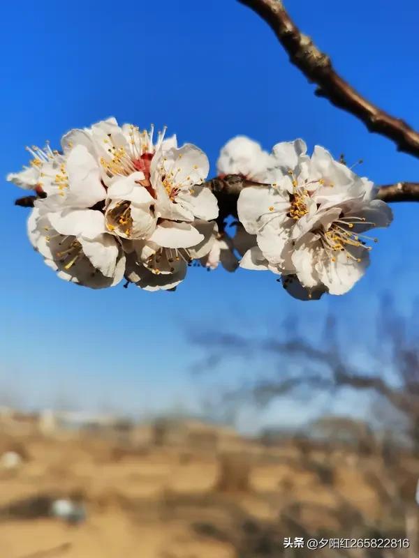 人间三月尽芳菲，
春光明媚风微微。
桃花杏花朵朵开，
引來蜂蝶韵翩飞。
燕子归来