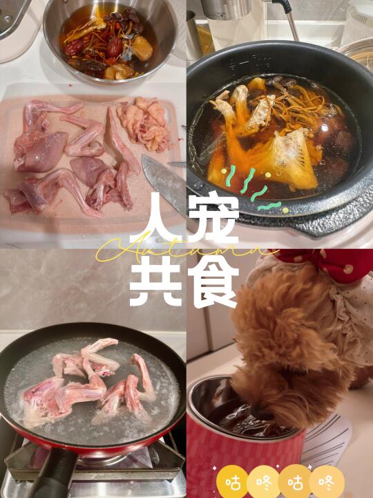 人宠共食之菌菇鸽子汤