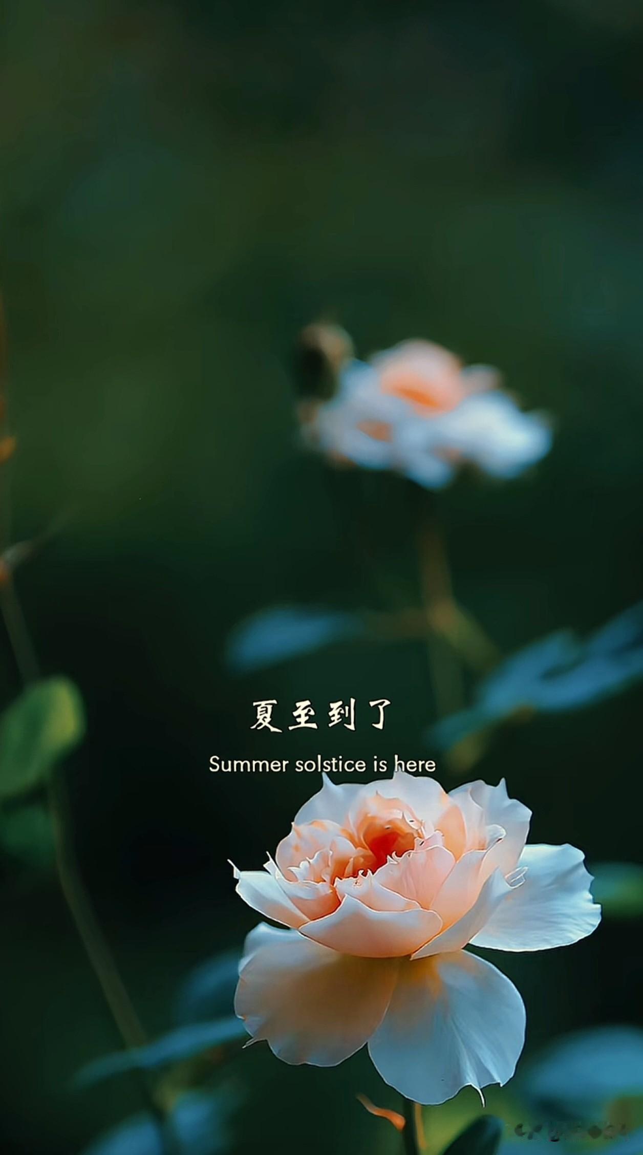╭──────────╮
       🌱  夏至到了～
这是二十四节气中最早