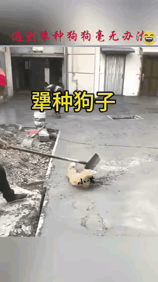 治它的唯一办法是等水泥硬了再帮它把腿拔出来！