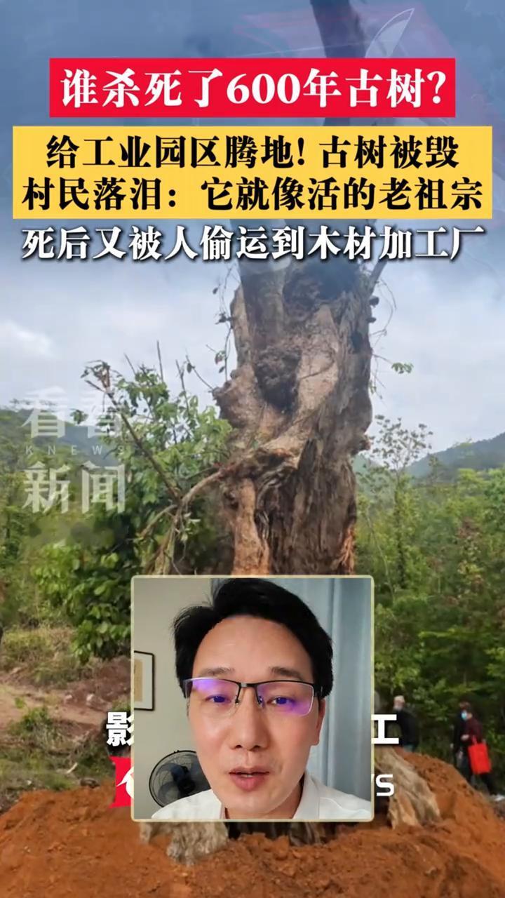 古树被毁，守护了村民600年。
为了给工业园区腾地方，村里的古树说没就没了，真的