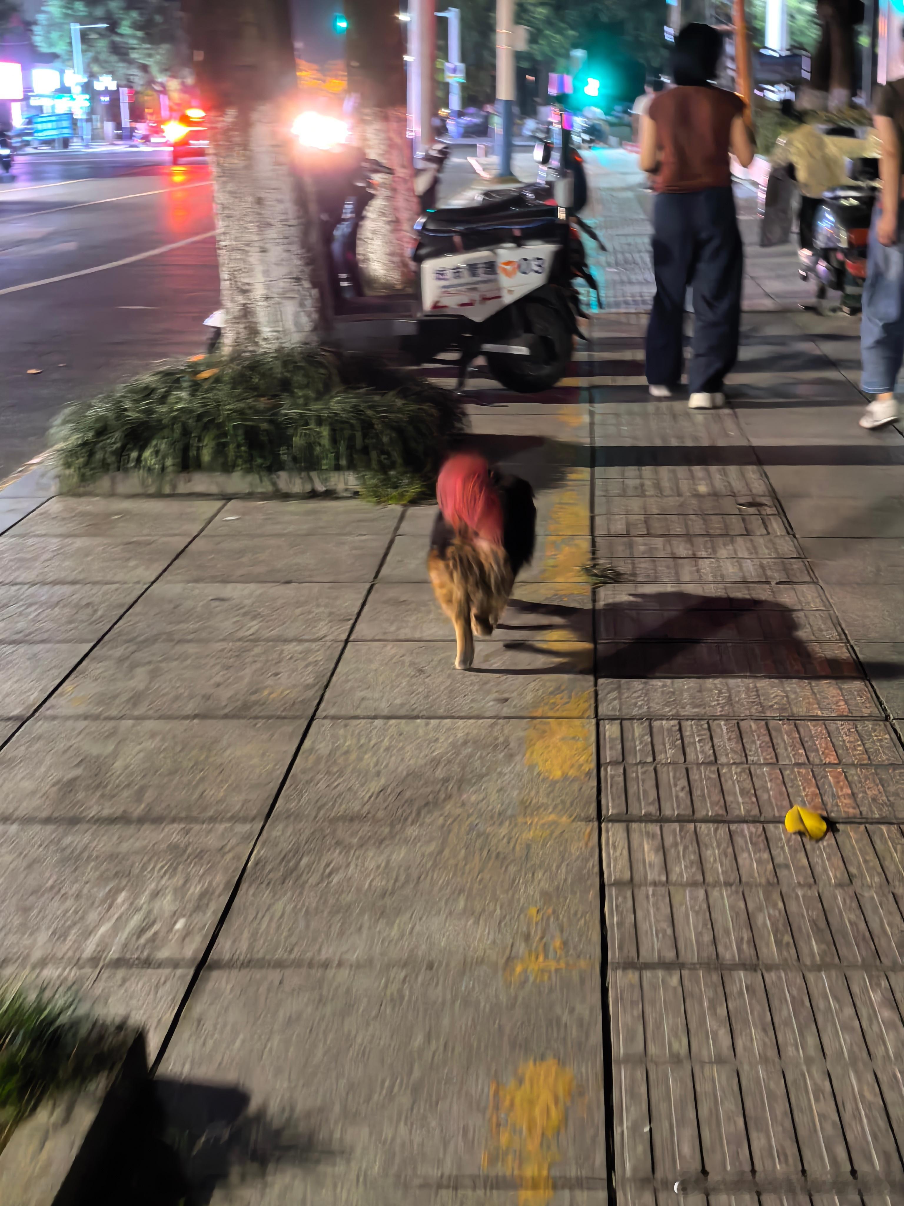 这小狗子还挺洋气[哈哈][哈哈] ​​​