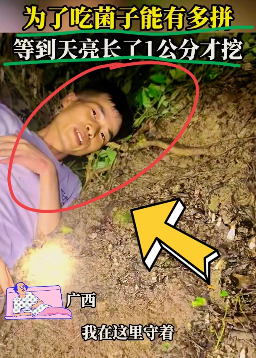 谁能料到这名广西老乡，会为了一窝小鸡枞在荒山上苦苦守候大半宿！
深夜进山寻菌时撞